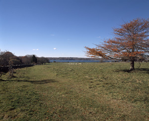Waterfront fields with sheep, Watson Farm, Jamestown, R.I.