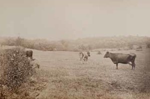 T. K. Lothrop's cows in meadow at Beverly Farms [first view]