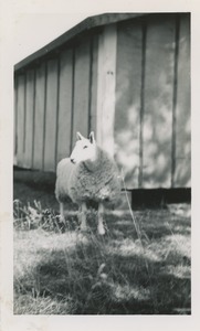 Miss Lee (Cheviot sheep) owned by Robert Brackley, New Salem Academy Class of 1955