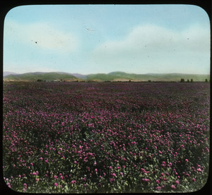 Clover field, Montana (clover in bloom, mountains in background)
