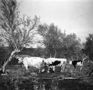 Cows in a birch grove