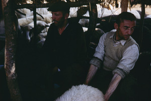 Man milks sheep in Bačilo
