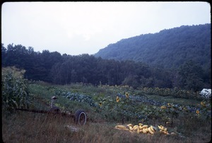 Field, with squash harvest in foreground