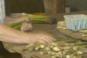 Hibbard Farm: close-up of a woman's hands while bunching asparagus