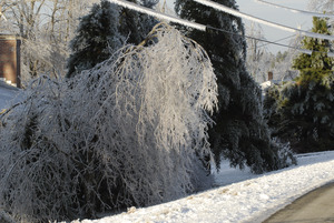 Ice-covered and damaged trees by the roadside