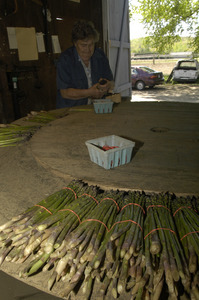 Hibbard Farm: woman at a round table, sorting and bunching asparagus