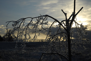Ice-damaged tree, covered with ice, at sunset