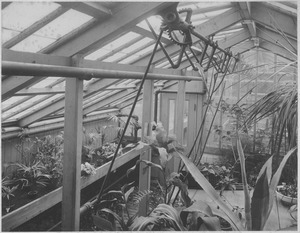 ' Entomological hospital': Interior of the greenhouse attached to the Entomology Building