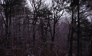 Cluster of older white pine (Pinus strobus), middle-age red oaks (Quercus rubra), and younger beech (Fagus grandifolia) on ridge dividing North and Middle Branches of Birch Brook.