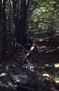 Eastern boundary stone wall of Moon Lot / Primmer Farm.
