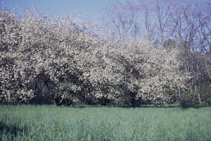 MacIntosh apples in flower at Carriage House Orchard.