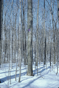 Mature red oak in International Biological Programme (IBP) Plot - U.S. Forest Service Farm Forestry Unit A South