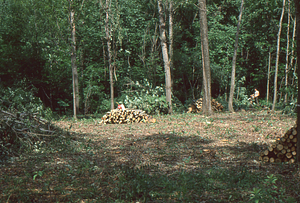 Wilson Greatbatch genetic plantation regeneration project image 9. Cleaned plantation.