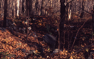 Danforth Mountain Farm House site on south side of Birch Brook Trail.