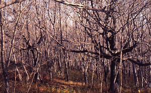 Sugar maples (Acer saccharum) near Taconic ridge top