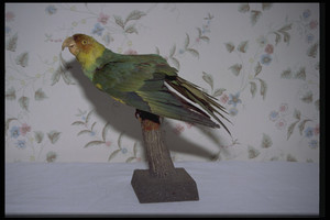 Stuffed parakeet