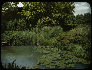 Private garden, designed by Jens Jensen (aquatic plants beside pond)