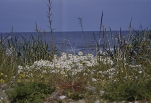 Alaskan wildflowers near shore