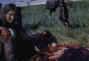 Seal being butchered