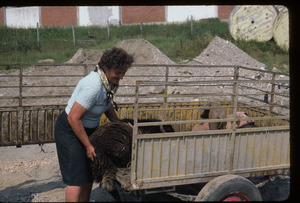 Woman shoves sheep