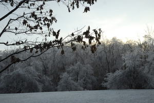 Sun setting behind ice-covered trees