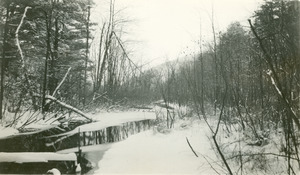 Forestry and Wildlife Management - Mt. Toby Forest