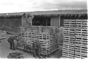 Farmers loading vegetables in cogwheel train for Cam Ranh; Tuyen Duc.