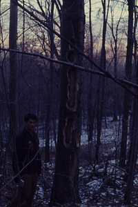 Asst. Professor Lee C. Drickamer and pileated woodpecker (Hylatomus pileatus) holes in beech (Fagus grandifolia) tree.