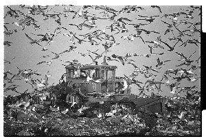 Thousands of seagulls flying around a bulldozer on Belfast dump