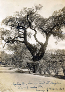 English elm on East Street