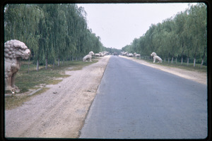 Visit to the Ming Tombs: view down road leading to tombs, lined with lion sculptures