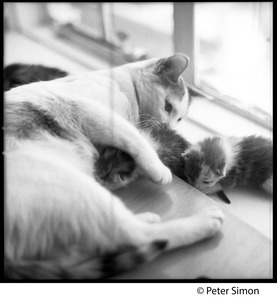 Project cats