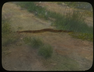 A fine rattlesnake near pink beds, Pisgah National Forest