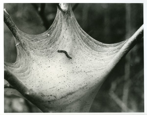 Tent caterpillar in nest