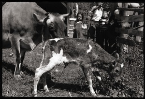 New born Jersey calf and mother, Montague Farm Commune