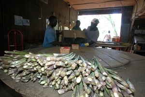 Hibbard Farm: workers unloading asparagus for bunching
