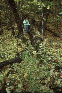 Carol Collier '93 Senior Thesis on Beinecke Stand. 3. Dead and down large sugar maple in permanent plot 1042.