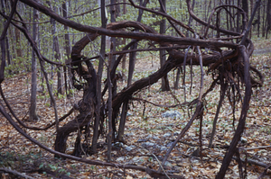 Grape vines (Vitis sp.) south of the Moon Lot and north of Upper Loop Trail.