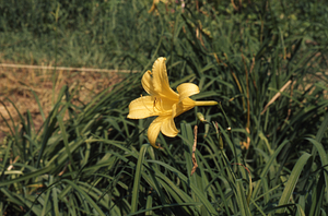 Lemon Day Lilly in Buxton Garden.