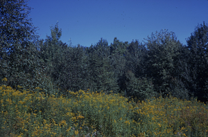 Goldenrod (Solidago) species and white pine (Pinus strobus) in old pasture at Lower Loop Trail and Upper Loop Trail junction. View to north.