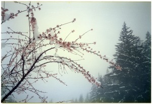Almond blossoms in early spring snow