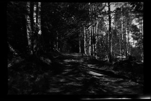 Path through the woods