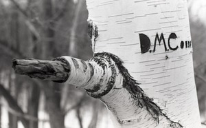 Birch tree in snow-covered woods, initials "DMC" carved in the trunk