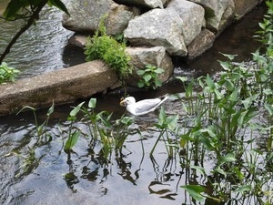 Seagull swimming in the raceway at the Stony Brook Grist Mill and Museum