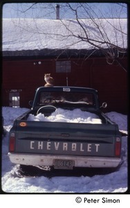 Ginger cat on the hood of a pickup truck in the snow, Tree Frog Farm commune