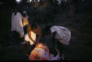Men butchering a buffalo