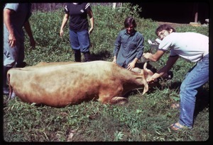 Harvey Wasserman, Tony Mathews, and others (r. to l.) with a calving cow, Montague Farm commune