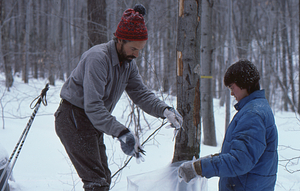 David P. Dethier and Rachel Hopkins (Environmental Analysis Lab Tech.) sampling twigs for chemical analysis. 2