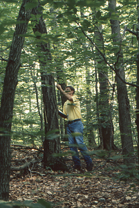 Henry W. Art chalk marking tallied red oak tree in census of Permanent Plot 1121.
