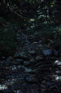 Middle Branch Birch Brook at extreme low-flow.